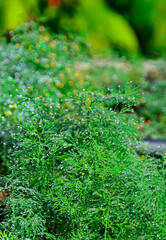 Koper ogrodowy z poranną rosą w słońcu, Anethum graveolens, Garden dill in the morning dew,...
