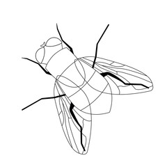 Fly. Flat image of an insect. Illustration on a white background. Background.
