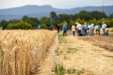 group of farmers doing a crop walk learning about crop health and agronomy from an agricultural agronomist of wheat and barley trials © Phoebe