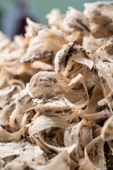 Raw edible bird's nest materials for tradition chinese medicine. Swallow nest the traditional chinese delicacy.