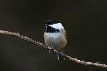 Obraz premium Black-Capped Chickadee (Poecile atricapillus)