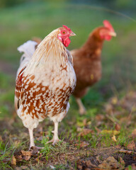 Rooster and brown chick free in garden
