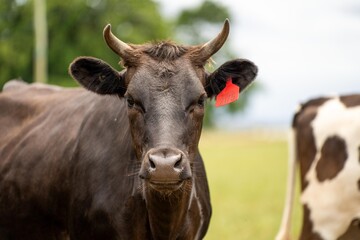 Portrait of Cows in a field grazing. Regenerative agriculture farm storing co2 in the soil with carbon sequestration in springtime