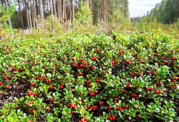 Fototapeta na wymiar Red ripe cowberry also known as lingonberry grow in the forest