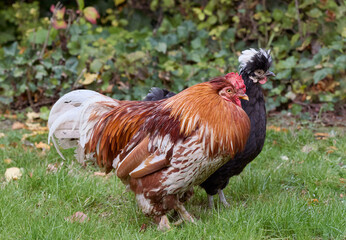 Naklejka na ściany i meble Red rooster and black Poland chick free in garden