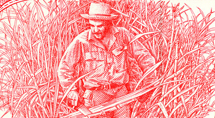 Ernesto Che Guevara harvesting sugar cane. Drawing from a Cuban banknotes