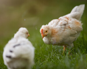 Two young chicks playing free in grass