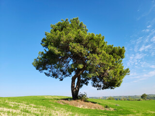 An alone pine tree in the center of a wheat field benefited as a shade tree