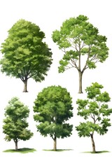 Four different trees on a white background. Versatile image suitable for various projects