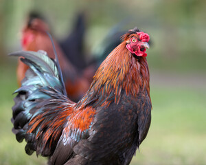 Roosters free on the farm