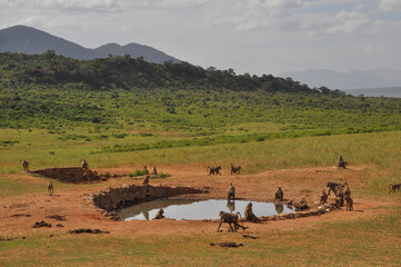 A troop of baboon monkeys at a watering hole in the savannah in Kenya National Park.
