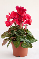 Blooming potted flower red cyclamen