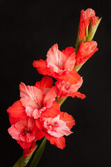 Fototapeta na wymiar Orange gladiolus flowers on a black