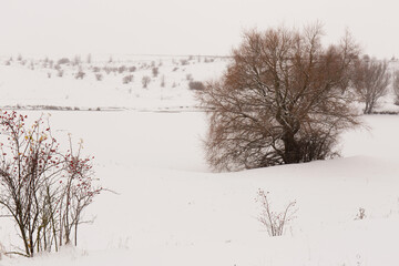 Fototapeta na wymiar Hills with rose bushes in snowy winter