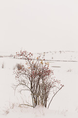 rose bushes in snowy winter
