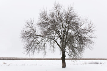 A big tree near the field in a winter