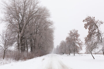 Winter snowy road and trees on the roadside
