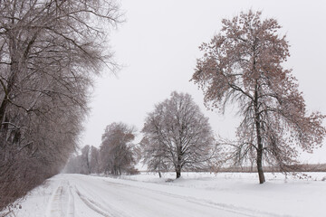 Obraz premium Winter road and big trees on the roadside