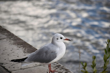 Parisian Seagull by the  Seine River