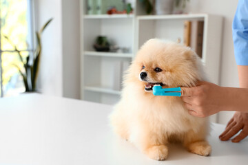 Veterinarian brushing Pomeranian dog's teeth during dental hygiene procedure in clinic