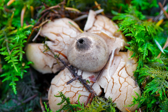 The mushroom Gewimperter Erdstern, GEASTRUM FIMBRIATUM, with high dept of focus and brown bokeh