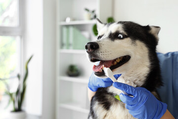 Veterinarian brushing Siberian Husky dog's teeth during dental hygiene procedure in clinic