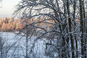 landscape from the park, snow-covered trees on the shore of the lake, the tops of the trees are illuminated by the setting sun