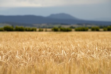 austrlian farming landscape of a wheat grain crop in a field in a farm growing in rows. growing a...