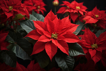 Beautiful red Poinsettia (Euphorbia pulcherrima), Christmas Star flower. Festive red and golden holiday background