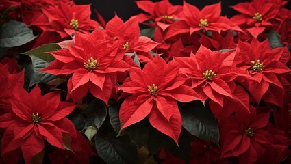 beautiful poinsettia and space for text on blurred background, traditional Christmas flower