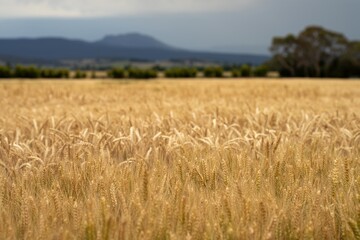 wheat grain crop in a field in a farm growing in rows. growing a crop in a of wheat seed heads mature ready to harvest. barley plants close up in the outback
