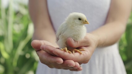 Teenager girl plays with white chick. Little Chicken in hands of young girl closeup. Young girl on farm holds chicken in her hands. Poultry farm. Childs play with animals, animal therapy. Poultry farm