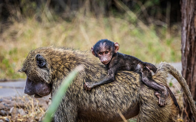 baboon with baby