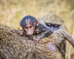 baboon with baby