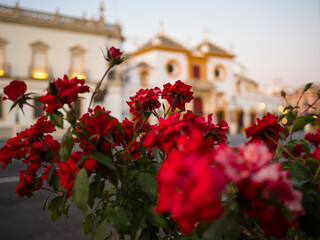 Flores y Plaza de Toros de la Maestranza de Sevilla, Andalucía, España