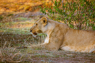 lion