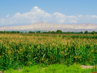Fototapeta premium Typical Armenian landscape