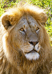 lion