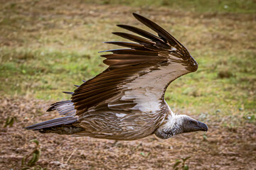 vulture