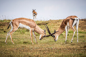 gazelles