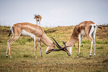 gazelles