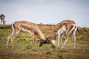 gazelles