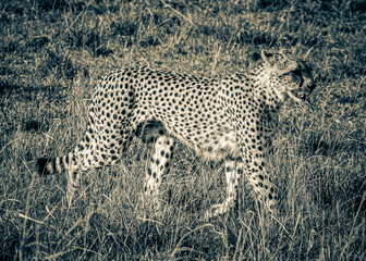 cheetah