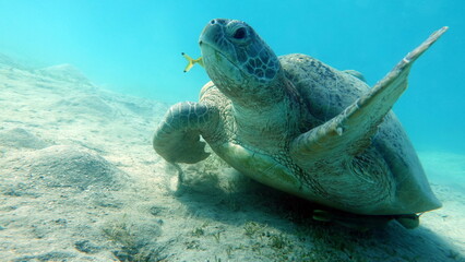 Obraz premium Green turtles are the largest of all sea turtles. A typical adult is 3 to 4 feet long and weighs between 300 and 350 pounds.