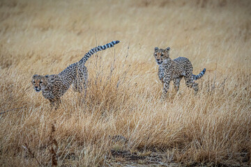 cheetah