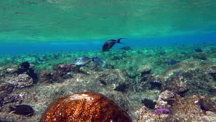 Colorful tropical fish on a coral reef, amazingly beautiful fairy world. In the coral gardens of...