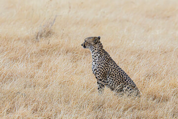 cheetah