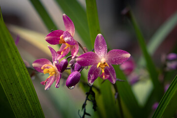 Water Dew Drop on a Fresh Flower Petal