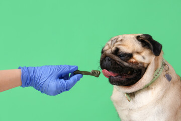Veterinarian with snack and pug dog on green background, closeup