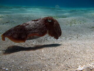 The pharaoh cuttlefish (Sepia pharaonis) has a large geographic range extending east to Zanzibar,...